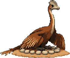 Citipati